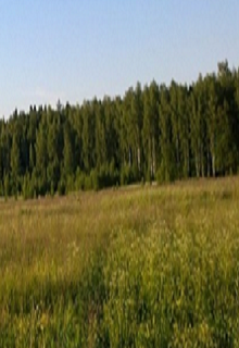 Собачий поселок (Анжелика Абрамова)