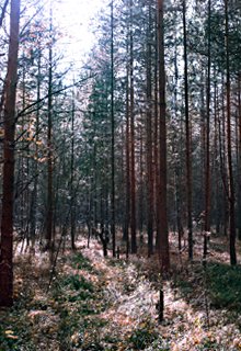 По ту сторону ветра (Светлана Сватковская)