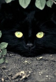 Кот (Звездочёт)