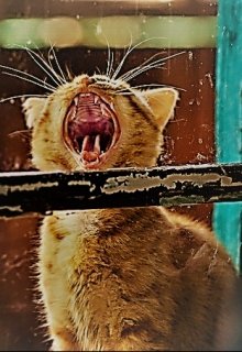 Феникс (Автор Неизвестен)