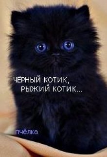 Чёрный котик,рыжий котик… (Пчелка)