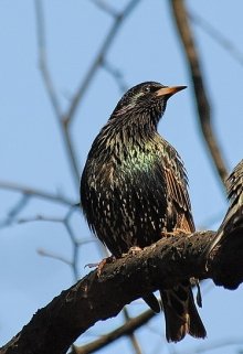 Скворцы (Кувалдин)