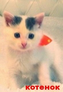 Котенок. Знакомство. (Нэтт)