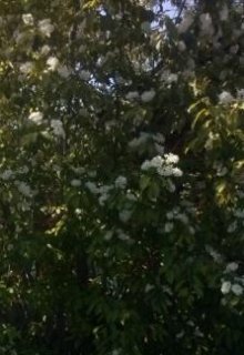 Сад вечной юности (Гардемарин)