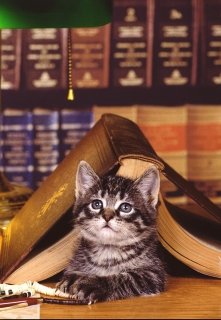 Книжная полка (Мария Ангелимова)