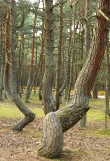 37-й километр. Боль или танец? (Яна Крим)