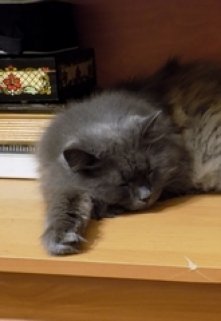 Кот моей мечты (Скорпион)