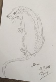 Зеркало серой крысы (Мила Кристик)