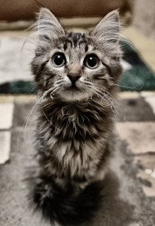 Котёнок (Яр Роуз)