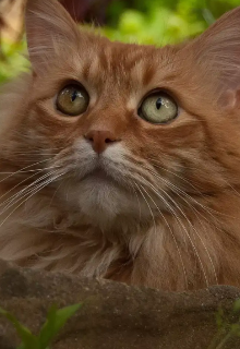 Дневник кота Роберта (Жасмин)