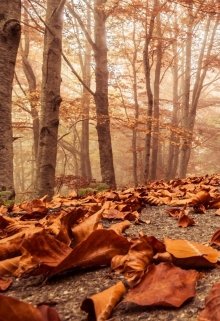 Зарисовки осеннего парка (Лесная)