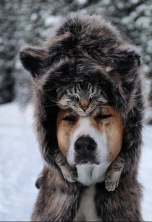 Пёс и кошка! (Даша Федулова)