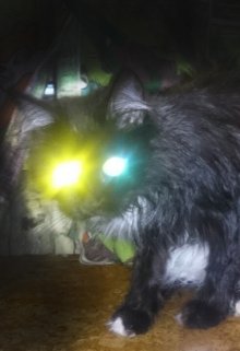 Кот д’азюр (Мия Тави)