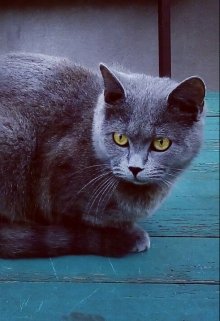 Дневник кота Маркуса (Kajina)