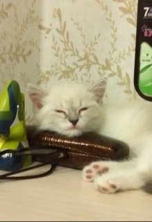 Хвостатый сборник (Анютка-незабудка)