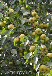 Дикая груша (Jennif Capardi)