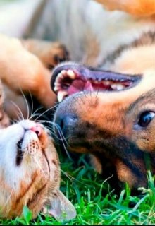 Котопёс Шипа (Вульфина)