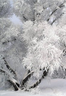Снежный ангел (Евгений Шоронов)