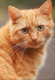 Дневник Кота (Энджел)