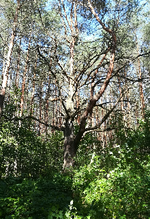 Мелодия (Rakshass Seliverstova)
