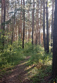Занесенный мхом (архив) (Алария)