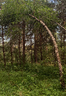 Обо всём и ни о чём (Прасковья Лунная)