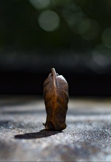 «фабрика Черепах» (Aogami)