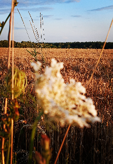 Сборник стихотворений (Хелена Лань)