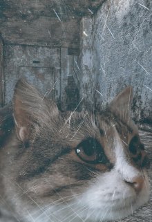 Джек. История бездомного кота. (Ася Зайцева)