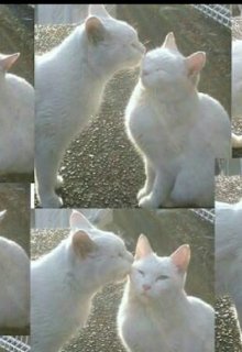 котики (котик)