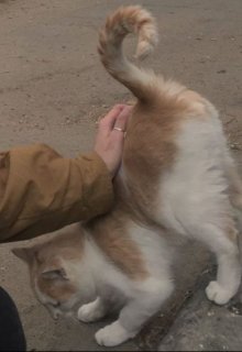 Рыжий кот и глупый человек (Солнечная пыль)