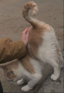 Рыжий кот и глупый человек (Solar dust)