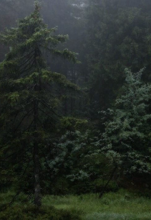 Девочка и лес (Aluacore)