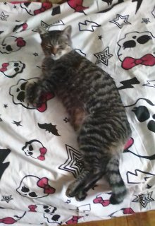 Кот (Карина Василь)