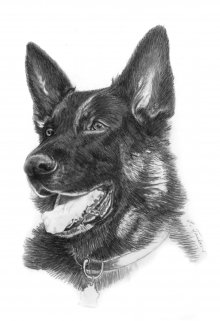 Попутчик (Bavarbross)