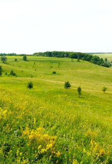 Лисья поляна (Кира Альтова)