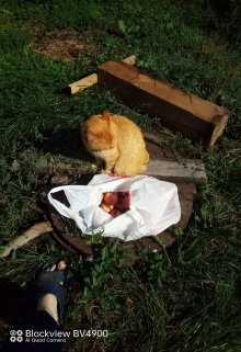 Братское плечо (Андрей Орехов)