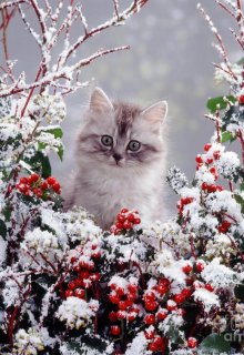 Зимний котонёк (Brossman)