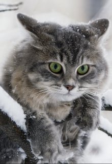 Зимний кот (Brossman)