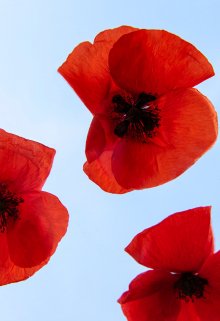 Она-игрок (Виктория Кляйн)