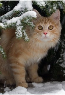 Зимний кот (Brossman)