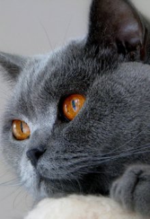 Кот Димы Рогова (kraft-cola)