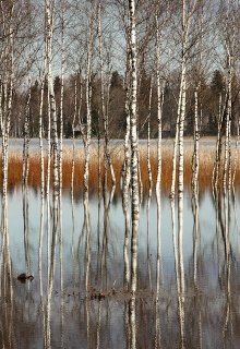 Талая вода (Наумов)