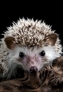 Ёж (Plectrophenax)