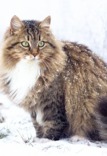 Любимый Сибиряк (Элен Садовских)