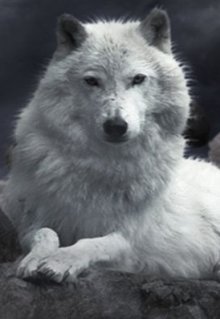 Наследие крови (Белла М)